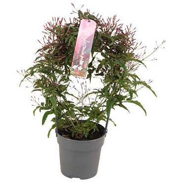 Jasminum Passion Dark Pink Arch 200+