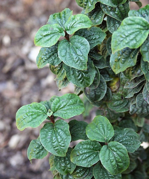 Дерен кроваво-красный Компресса