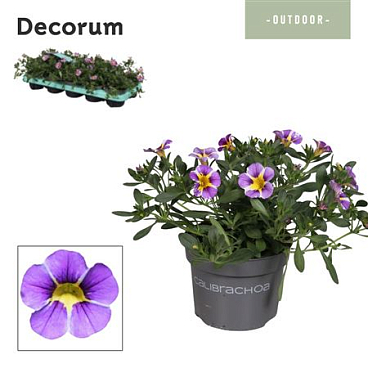 Calibrachoa Rave Blue (decorum)