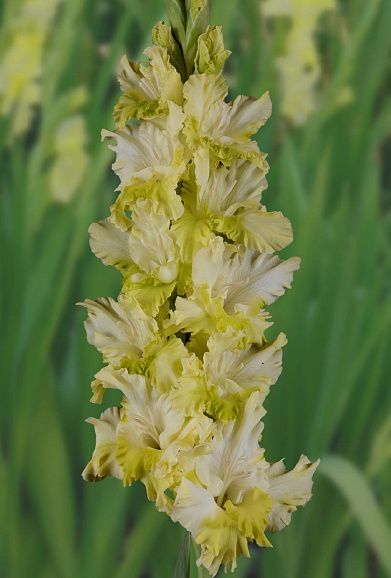 Гладиолус крупноцветковый Абхазия