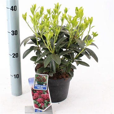 Skimmia Jap Rubella