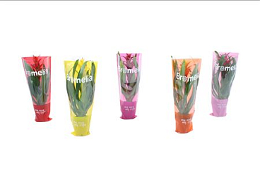 Guzmania Mix In Vensterhoes