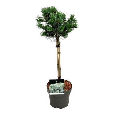 Pinus Parv Negishi On Stem