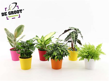 Plant Mix (groot)