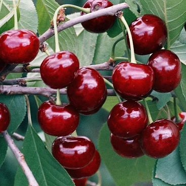 Вишня обыкновенная Призвание