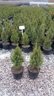 Ель канадская Коника