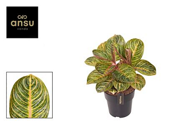 Aglaonema Tourmaline Gold.