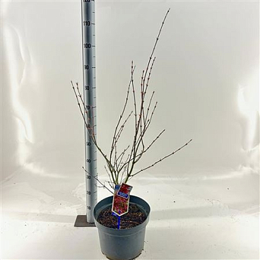 Acer Palm Red Pygmy