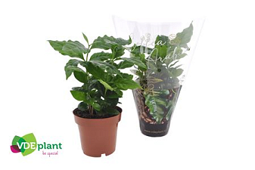 Coffea Arabica Cover