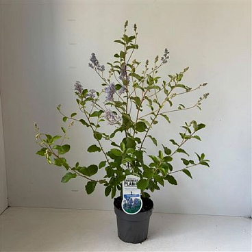 Ceanothus Del Gloire De Versailles
