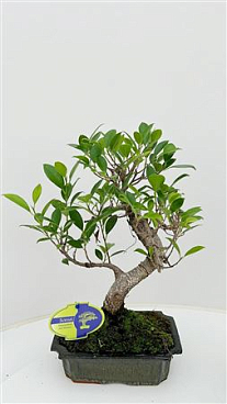 Bonsai Ficus Retusa, Without Drip