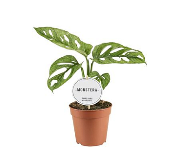 Monstera Adansonii Mint