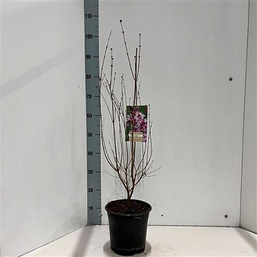 Syringa Microphylla Superba