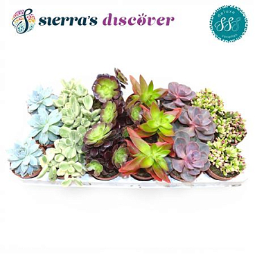 Sierra's® - Sevilla Succulents Mix (luxe)