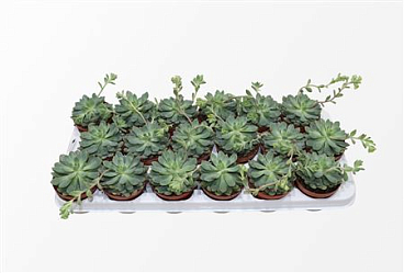Sedeveria Blue Elf