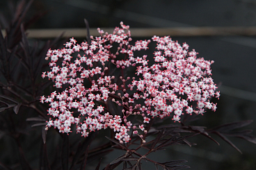 Бузина черная Блэк Лейс