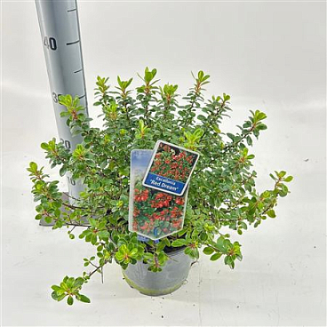 Escallonia Red Dream