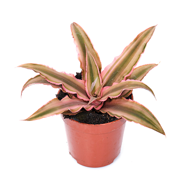 Криптантус Пинк Старлайт