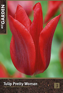 Тюльпан лилиецветный Притти Вуман