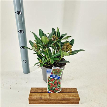 Skimmia Jap Rubesta