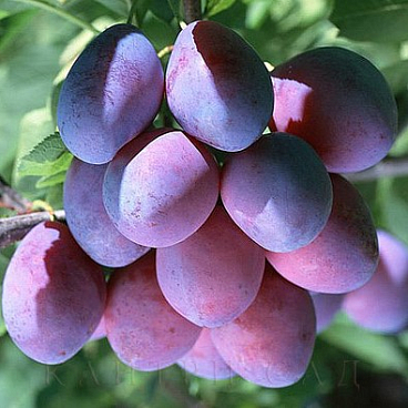 Слива домашняя Смолинка в тубе