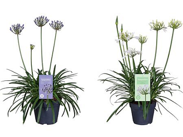 Agapanthus Summer Love Mix