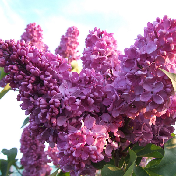 Сирень обыкновенная Удача