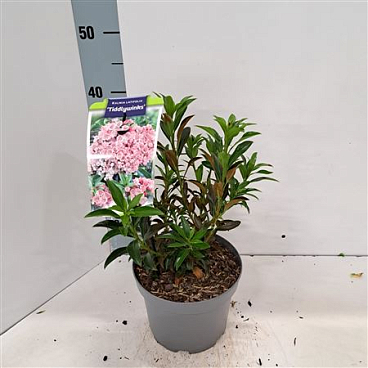Kalmia Lat Tiddlywinks