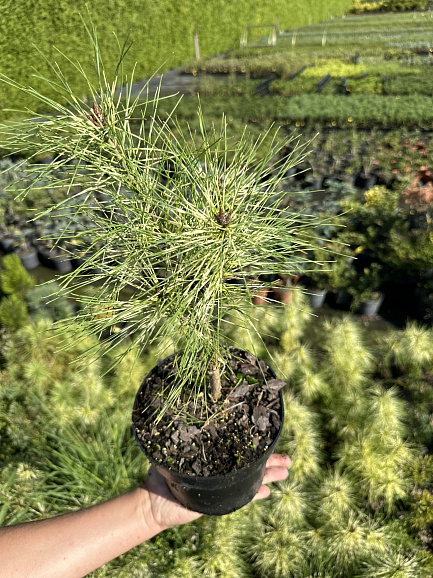 Сосна густоцветковая Голден Гост