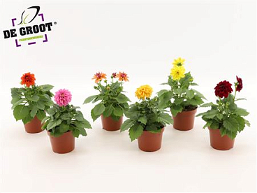 Dahlia Royal Mix