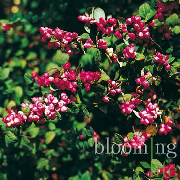 Снежноягодник доренбоса Меджик Берри в тубе