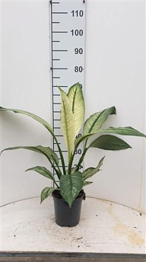 Spath Sensation Variegato