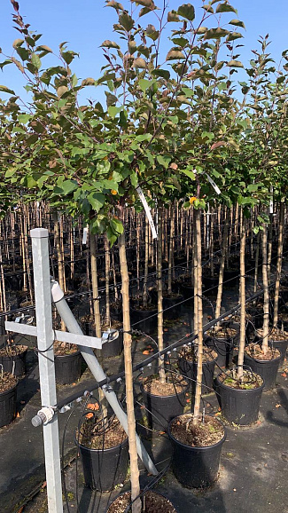 Яблоня декоративная Профьюжн штамб