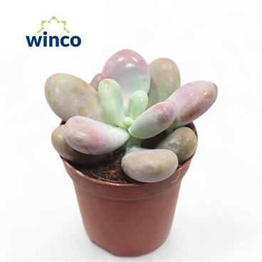 Pachyphytum Momobijn