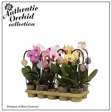 Phal 1st Authentic Flow Mix 6+ (mimesis)