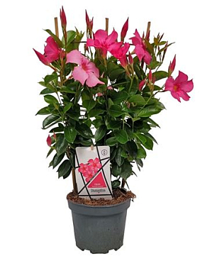 Mandevilla Diamond Pink On Reck