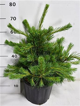 Pinus Strobus Niagara Falls