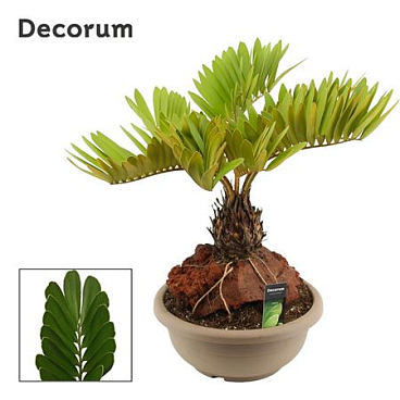 Zamia Furfuracea (decorum)