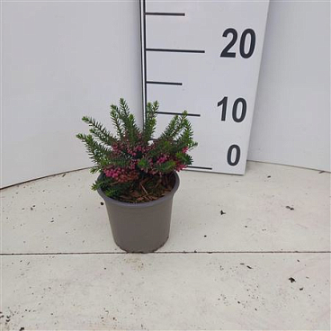 Erica Vagans Mrs D. F. Maxwell