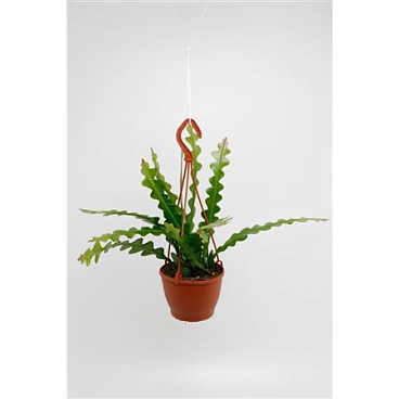 Epiphyllum Anguliger Hangpot
