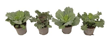 Brassica Mix