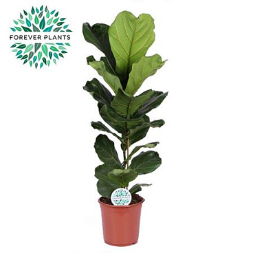 Ficus Lyrata 1pp
