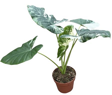Alocasia Macrorhiza Variegata