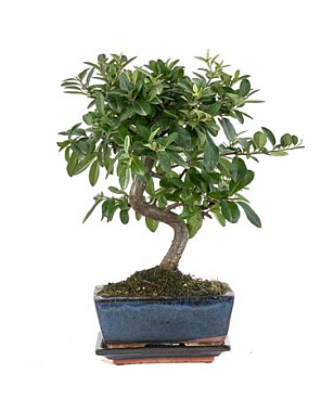 Bonsai Pyracantha Sp. Pz-erwiam