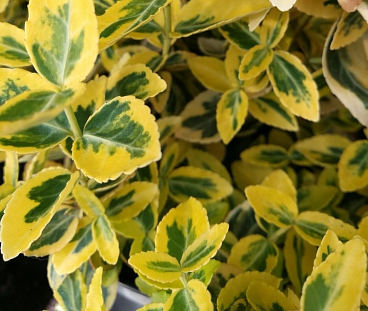 Бересклет форчуна Эмеральд Голд