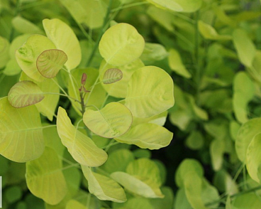 Скумпия кожевенная Голден Спирит