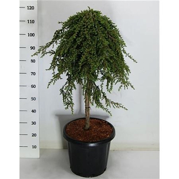 Juniperus Comm Greenmantle On Stem
