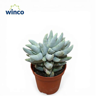 Crassula Cornuta