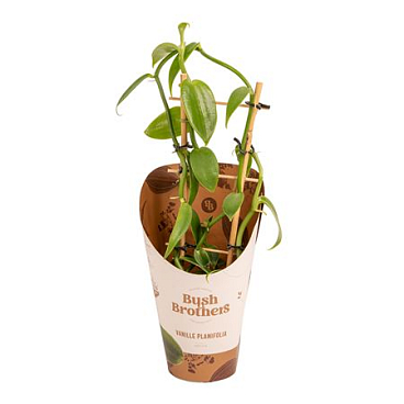 Vanilla Planifolia Green Reck