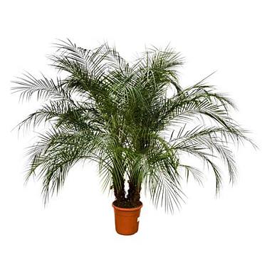 Phoenix Roebelenii Multi-stem